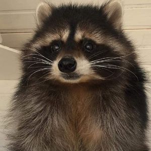 Meet your Posher, Hunter